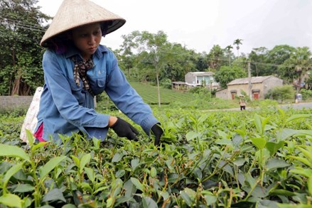 Chương trình MTQG tạo động lực phát triển kinh tế - xã hội vùng đồng bào dân tộc thiểu số ở tỉnh Phú Thọ