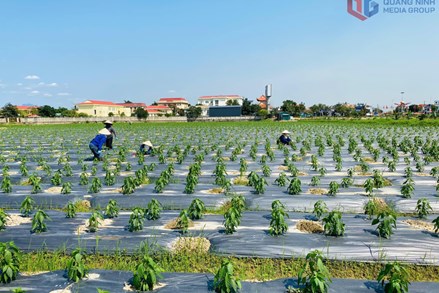 Quảng Ninh: “Tam nông” chuyển mình theo hướng hiện đại, sinh thái, giá trị cao