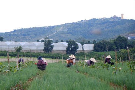 Lâm Đồng: Đồng bào dân tộc thiểu số vươn lên làm giàu từ nông nghiệp