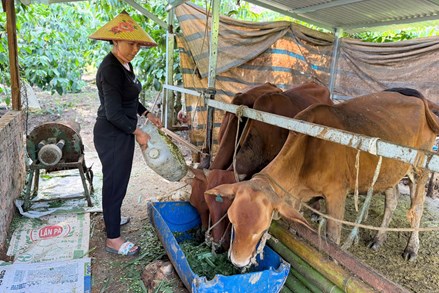 Lâm Đồng: Chính sách hỗ trợ sản xuất - điểm tựa cho đồng bào dân tộc thiểu số