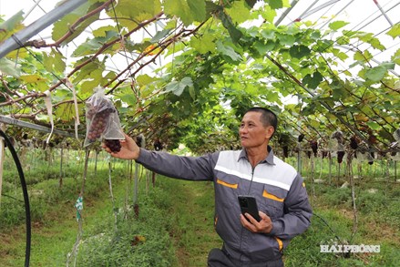 Hải Phòng xây dựng nông thôn mới hiện đại