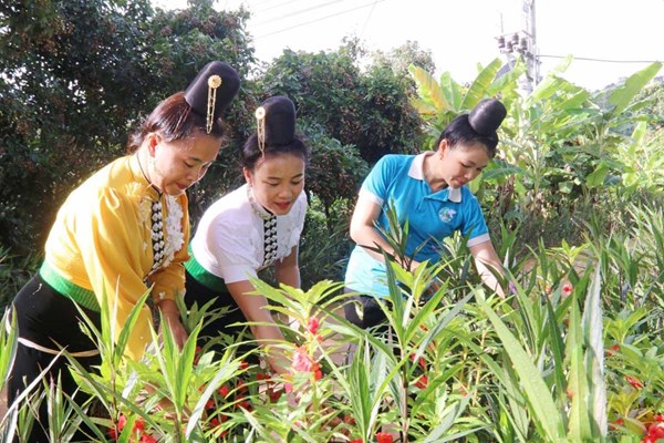 Mô hình “Nhà sạch - vườn đẹp” của phụ nữ Chiềng Mai, tỉnh Sơn La