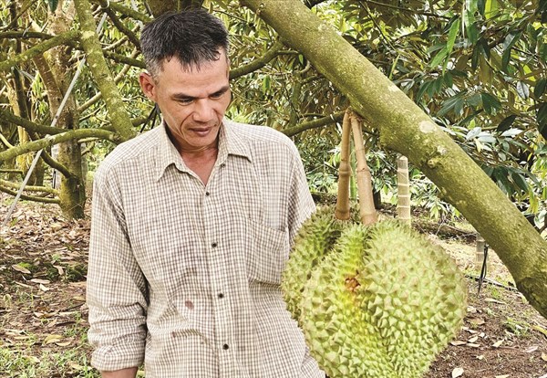 Đà Nẵng: Gặp những người nông dân vượt khó làm giàu