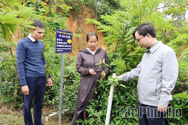 Phú Thọ: Thái Hòa nỗ lực giảm nghèo, nâng cao thu nhập cho người dân