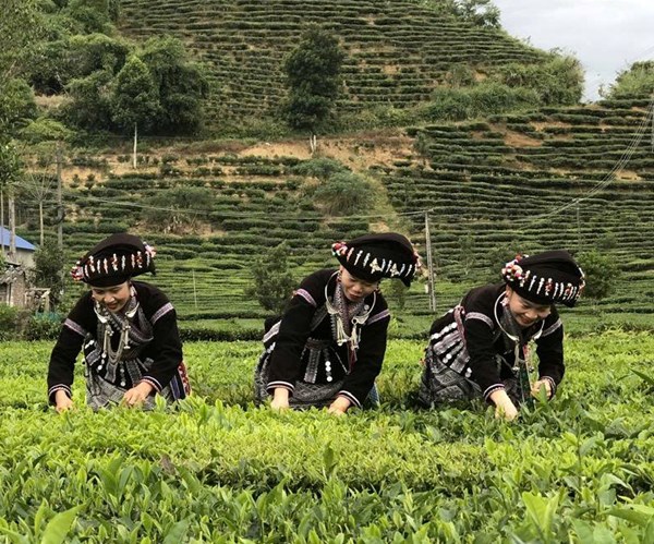 Lai Châu: Xây dựng nông thôn mới từ thế mạnh địa phương