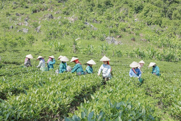 Điện Biên: Hướng thoát nghèo từ cây chè của bà con bản Co Hón, xã Mường Lạn