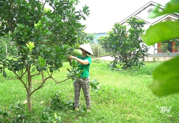 Thái Nguyên:Giảm nghèo gắn liền với sinh kế bền vững