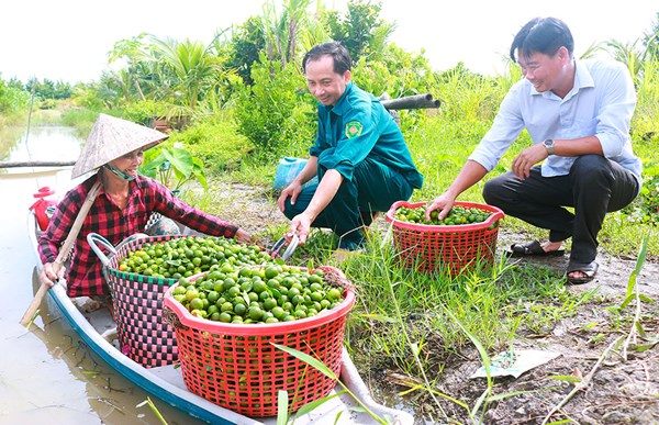 Vĩnh Long: Đồng thuận chung sức đổi thay nông thôn