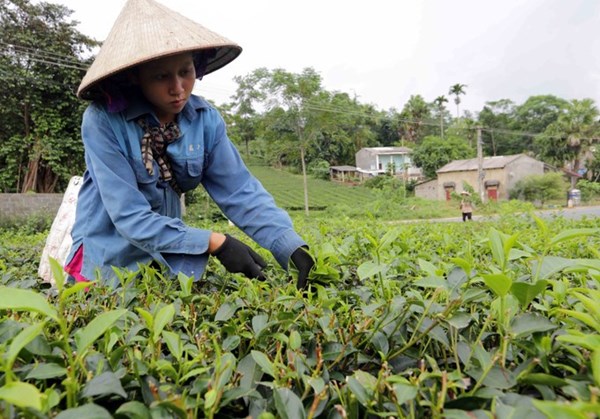 Chương trình MTQG tạo động lực phát triển kinh tế - xã hội vùng đồng bào dân tộc thiểu số ở tỉnh Phú Thọ