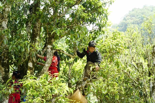Điện Biên đổi thay từ Chương trình mục tiêu quốc gia phát triển kinh tế - xã hội vùng đồng bào DTTS và miền núi