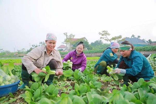 Mặt trận Tổ quốc các cấp tỉnh Phú Thọ nòng cốt trong phát triển kinh tế