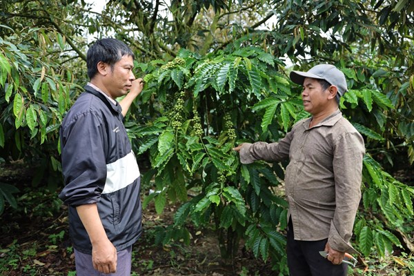 Tỉnh Lâm Đồng tạo sinh kế bền vững cho nông thôn mới