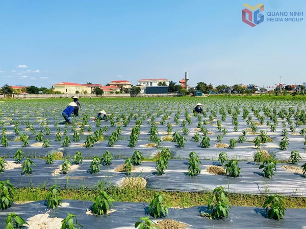 Quảng Ninh: “Tam nông” chuyển mình theo hướng hiện đại, sinh thái, giá trị cao