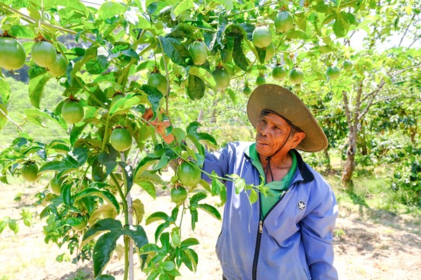 Lâm Đồng: xã D’ran đổi thay nhờ chính sách dân tộc