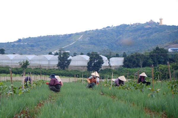 Lâm Đồng: Đồng bào dân tộc thiểu số vươn lên làm giàu từ nông nghiệp