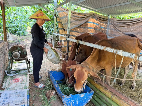 Lâm Đồng: Chính sách hỗ trợ sản xuất - điểm tựa cho đồng bào dân tộc thiểu số