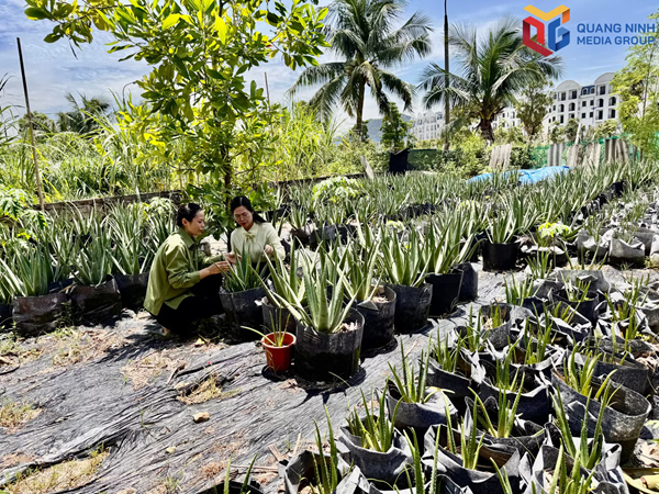 Quảng Ninh: Góp sức xây dựng đô thị văn minh